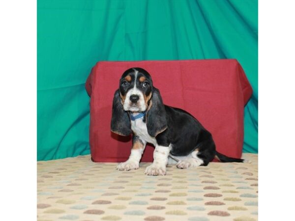 Basset Hound DOG Female Black White / Tan 22508 Petland Las Vegas, Nevada