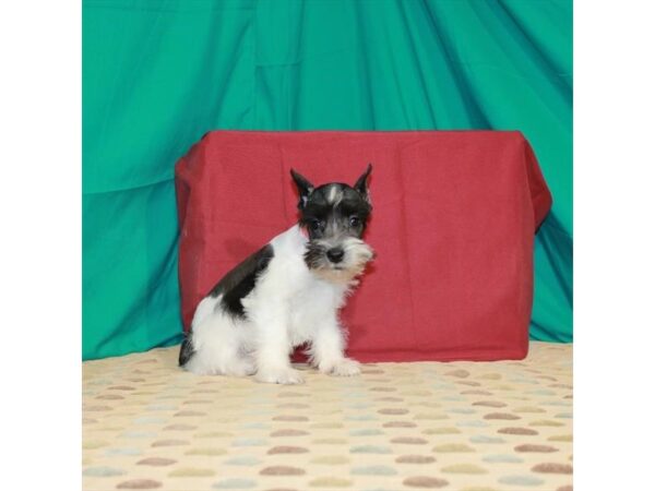 Miniature Schnauzer DOG Male Black / White 22513 Petland Las Vegas, Nevada