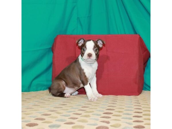 Boston Terrier DOG Female Red / White 22509 Petland Las Vegas, Nevada