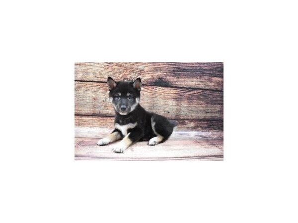 Shiba Inu DOG Female Black and Tan 22528 Petland Las Vegas, Nevada