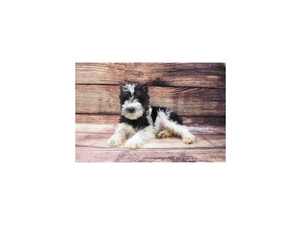 Miniature Schnauzer DOG Male Black and Silver 22525 Petland Las Vegas, Nevada