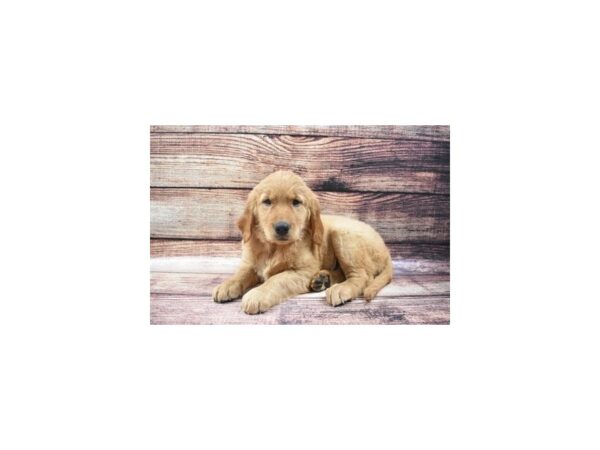 Golden Retriever DOG Female Dark Golden 22524 Petland Las Vegas, Nevada