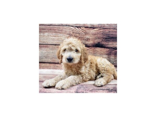 F1 Mini Golden Doodle-DOG-Male-Golden-22535-Petland Las Vegas, Nevada