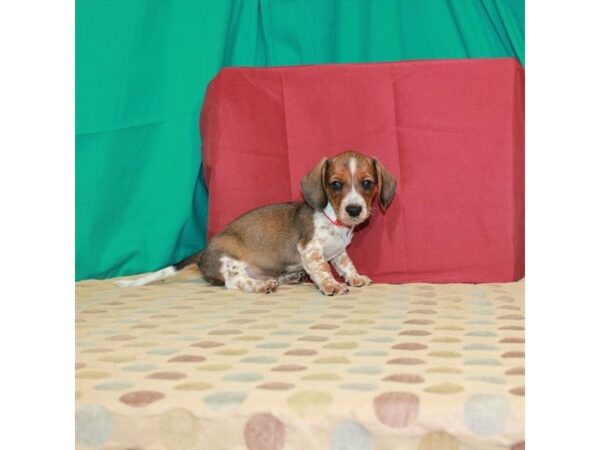 Dachshund DOG Male Red Sable 22539 Petland Las Vegas, Nevada