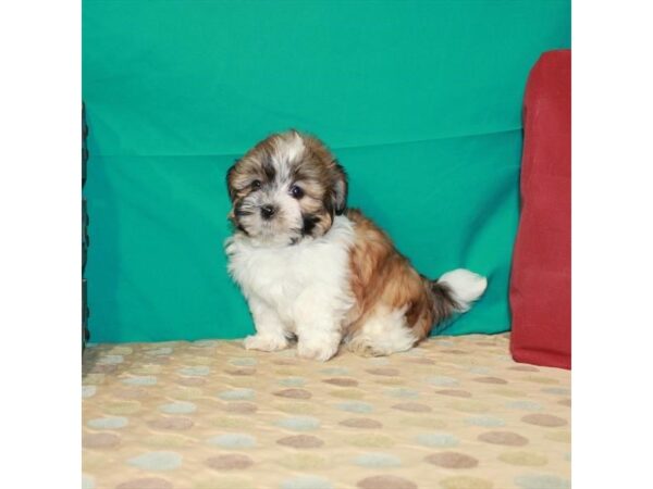 Bichon/Shih Tzu-DOG-Male-White / Gold-22559-Petland Las Vegas, Nevada