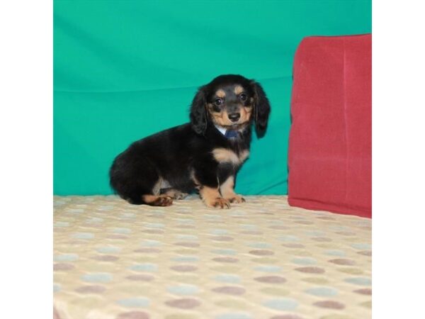 Dachshund DOG Female Black / Tan 22538 Petland Las Vegas, Nevada