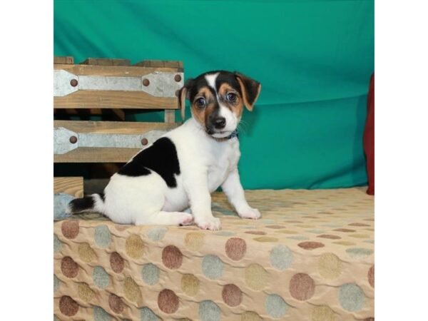 Jack Russell Terrier DOG Male White Black / Tan 22544 Petland Las Vegas, Nevada