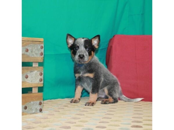 Australian Cattle Dog DOG Male Blue 22543 Petland Las Vegas, Nevada