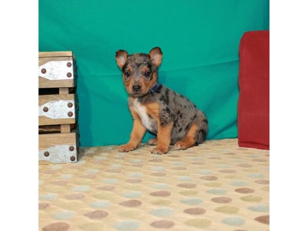 Australian Cattle Dog/Catahoula Leopard Dog-DOG-Female-Blue Merle-22548-Petland Las Vegas, Nevada