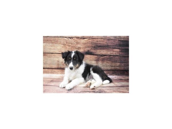 Shetland Sheepdog DOG Male Black White and Tan 22549 Petland Las Vegas, Nevada