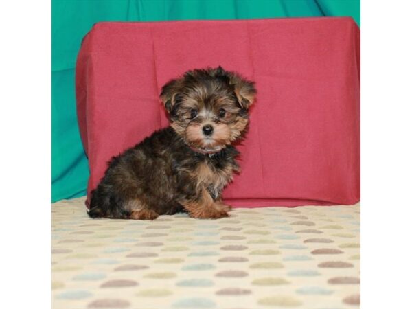 Poodle/Yorkshire Terrier DOG Female Red Gold 22560 Petland Las Vegas, Nevada