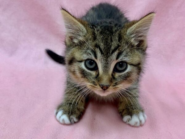 Domestic Cat-CAT-Male-Gray / White-22566-Petland Las Vegas, Nevada