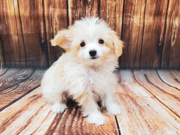 Poodle/Toy Australian Shepherd-DOG-Male-Cream / White-22575-Petland Las Vegas, Nevada