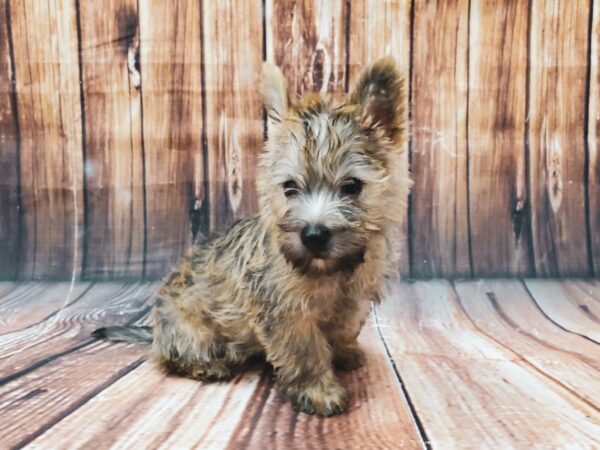 Cairn Terrier DOG Male Wheaten 22573 Petland Las Vegas, Nevada