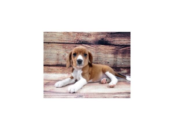 Beagle DOG Male Brown and White 22589 Petland Las Vegas, Nevada