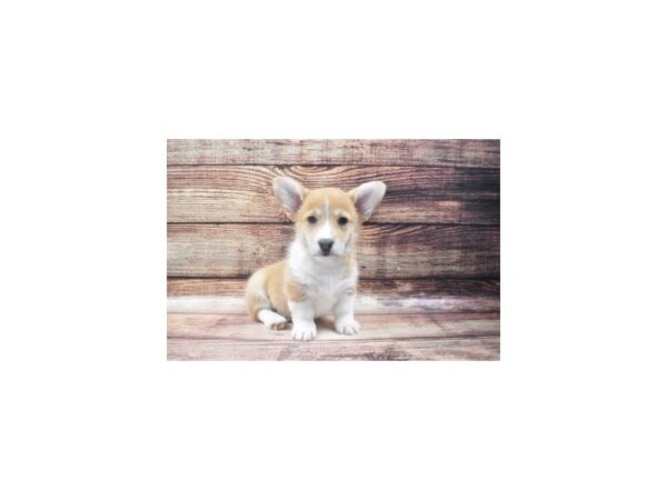 Pembroke Welsh Corgi DOG Male Sable 22584 Petland Las Vegas, Nevada