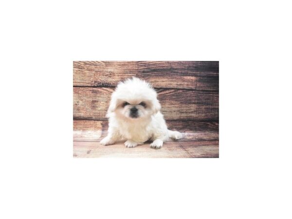 Pekingese DOG Male Cream 22642 Petland Las Vegas, Nevada