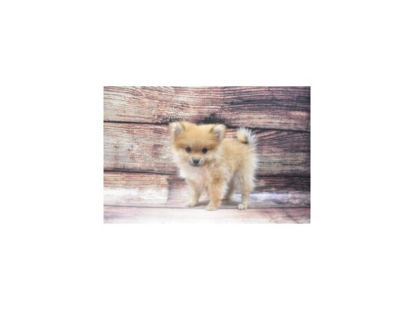 Pomeranian-DOG-Female-Orange-22585-Petland Las Vegas, Nevada