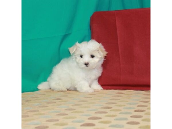 Maltese DOG Male White 22595 Petland Las Vegas, Nevada