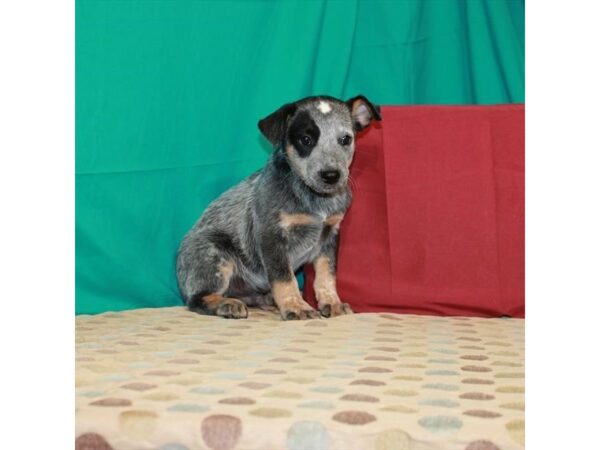 Australian Cattle Dog DOG Male Blue 22602 Petland Las Vegas, Nevada