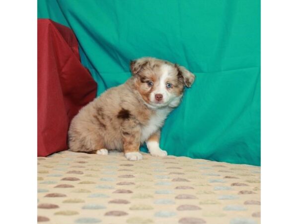 Australian Shepherd DOG Female Red Merle 22598 Petland Las Vegas, Nevada