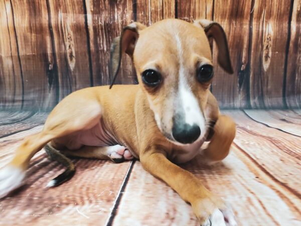 Italian Greyhound DOG Male Fawn 22594 Petland Las Vegas, Nevada