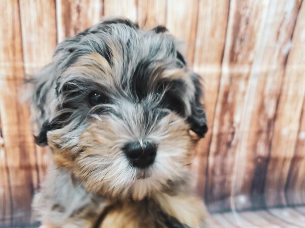 F1B Mini Bernedoodle-DOG-Female-Blue Merle-22599-Petland Las Vegas, Nevada