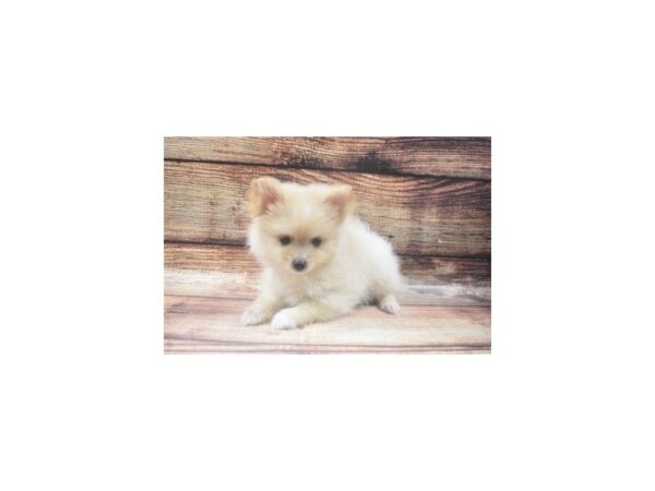 Pomeranian-DOG-Male-Cream-22605-Petland Las Vegas, Nevada