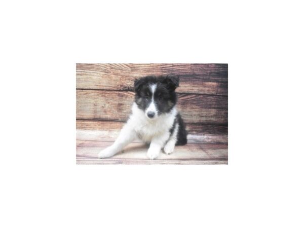 Shetland Sheepdog DOG Male Black White and Tan 22611 Petland Las Vegas, Nevada