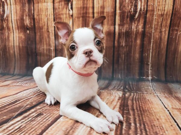 Boston Terrier DOG Female White / Red 22626 Petland Las Vegas, Nevada