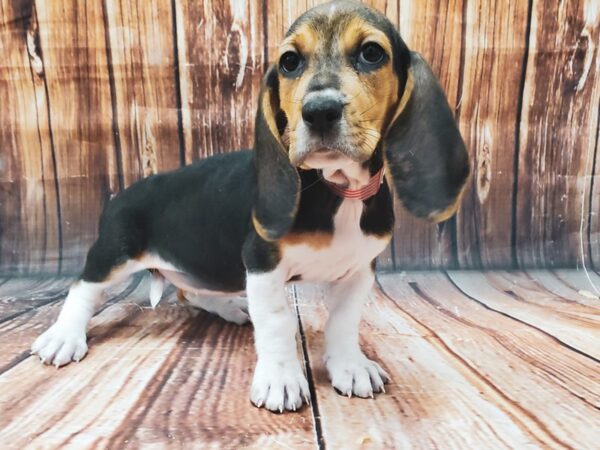 Basset Hound DOG Female Black White / Tan 22624 Petland Las Vegas, Nevada