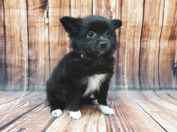 Mix-DOG-Female-Black-22621-Petland Las Vegas, Nevada