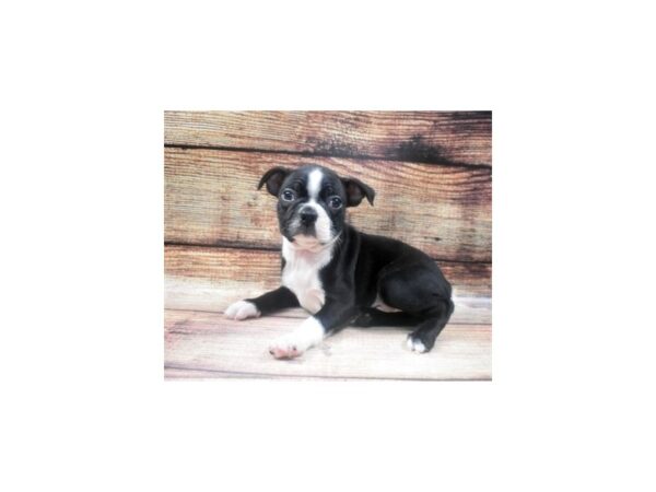 Boston Terrier DOG Male Black and White 22632 Petland Las Vegas, Nevada