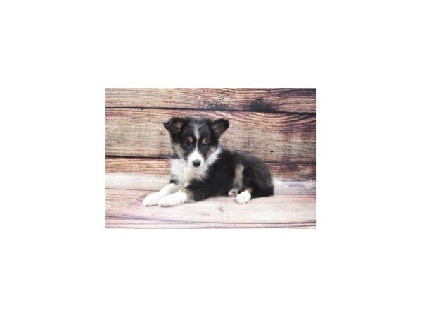 Shetland Sheepdog DOG Male Black and White 22640 Petland Las Vegas, Nevada