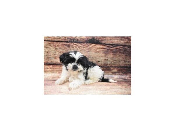 Shih Tzu/Yorkshire Terrier DOG Female Black and White 22635 Petland Las Vegas, Nevada