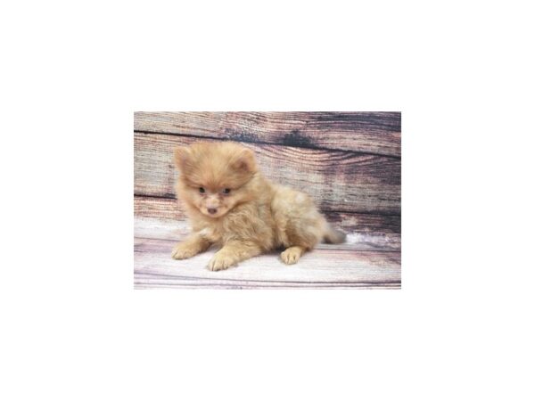 Pomeranian-DOG-Male-Orange-22643-Petland Las Vegas, Nevada