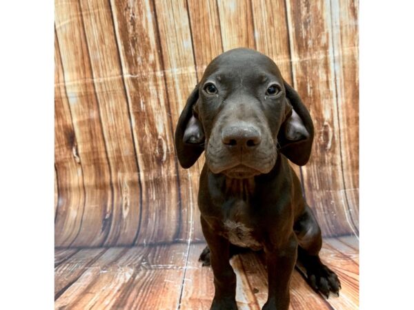 German Shorthair Pointer-DOG-Male--22663-Petland Las Vegas, Nevada