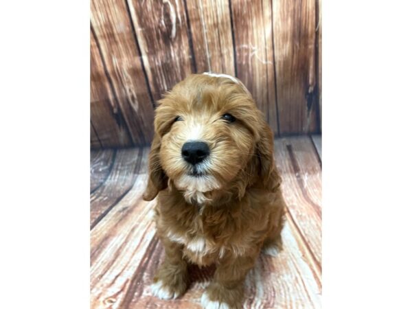 F1 Mini Golden Doodle DOG Female Red 22662 Petland Las Vegas, Nevada