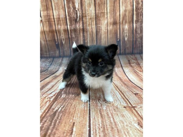 Pomeranian/Shetland Sheepdog-DOG-Female-Black White / Tan-22660-Petland Las Vegas, Nevada