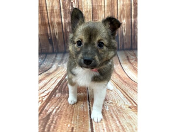 Pomeranian/Shetland Sheepdog-DOG-Female-Sable / White-22659-Petland Las Vegas, Nevada