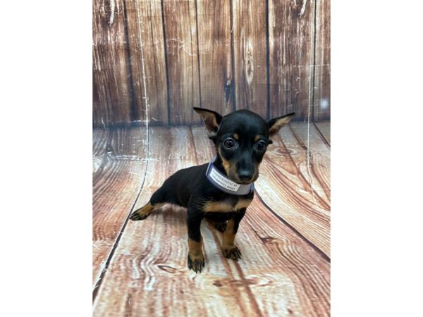 Dachshund/Miniature Pinscher-DOG-Male-Black / Tan-22658-Petland Las Vegas, Nevada