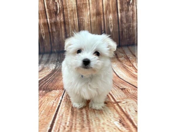 Chihuahua/Maltese DOG Male White / Cream 22657 Petland Las Vegas, Nevada