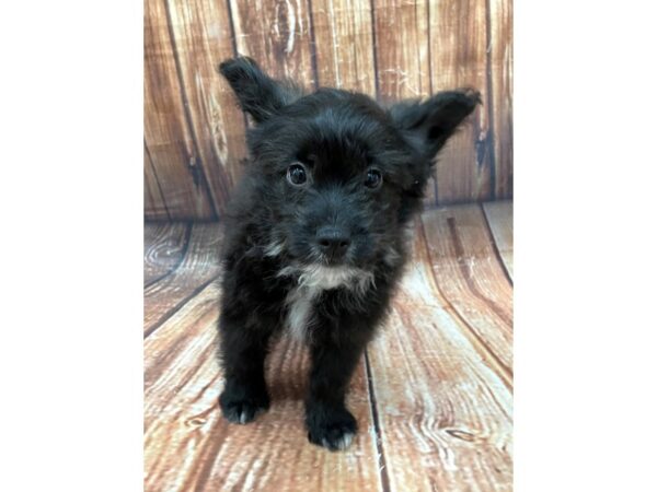 American Eskimo/Poodle DOG Male Black 22656 Petland Las Vegas, Nevada