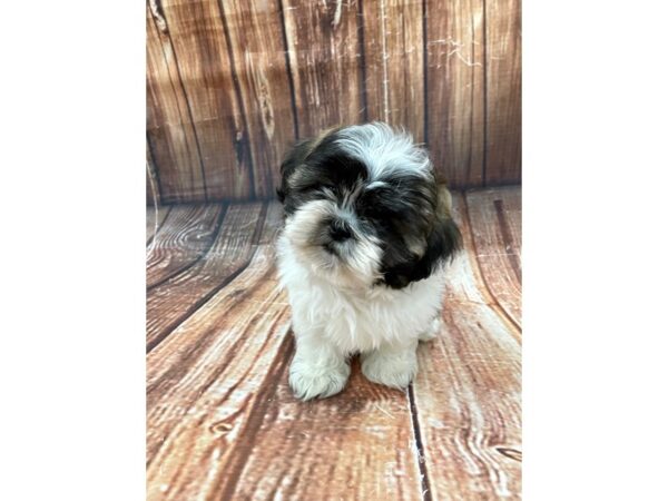 Shih Tzu DOG Female White / Gold 22654 Petland Las Vegas, Nevada