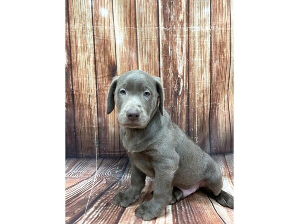 Labrador Retriever DOG Male Silver 22651 Petland Las Vegas, Nevada