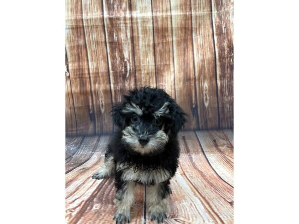 Poodle DOG Male Black / Tan 22650 Petland Las Vegas, Nevada