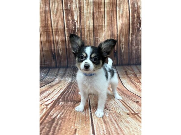 Papillon-DOG-Male-White Black / Tan-22649-Petland Las Vegas, Nevada