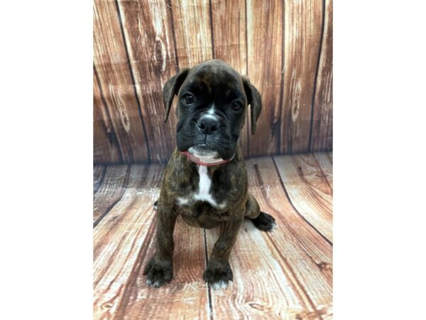 Boxer DOG Female Brindle 22646 Petland Las Vegas, Nevada