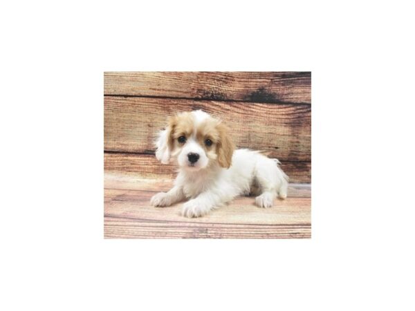 Bichon Frise/Cavalier King Charles Spaniel-DOG-Female-White and Apricot-22667-Petland Las Vegas, Nevada