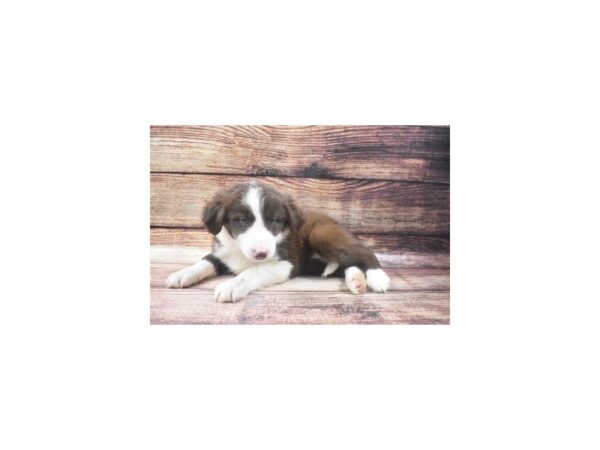 Border Collie-DOG-Female-Red and White-22676-Petland Las Vegas, Nevada